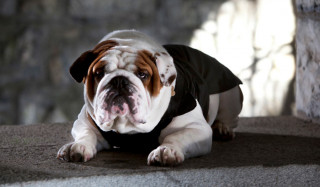 Psí obleček Croci Bulldog Black | černý č.2