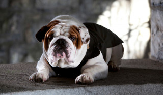 Psí obleček Croci Bulldog Military | zelený č.2