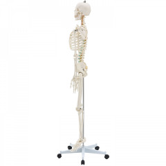 Anatomický model lidské kostry | 181,5 cm č.3