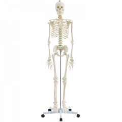 Anatomický model lidské kostry | 181,5 cm č.2
