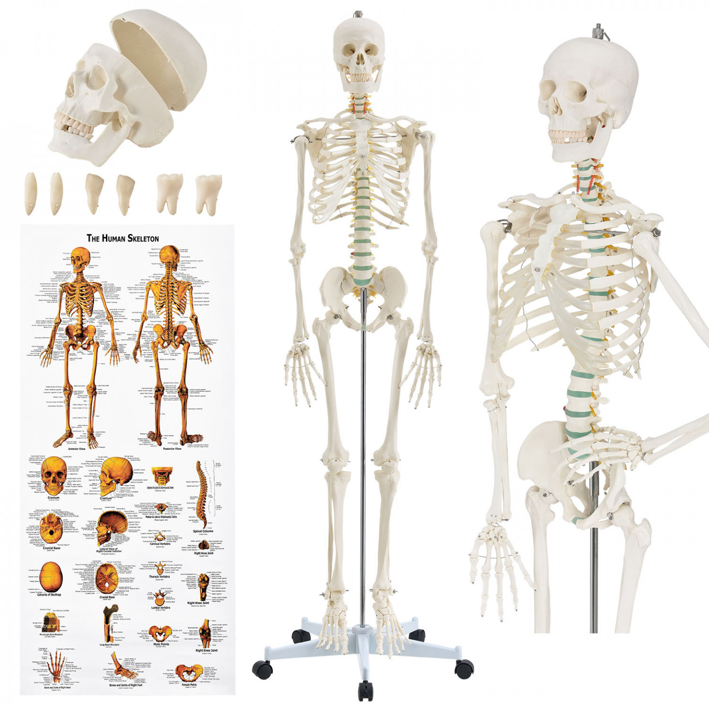 Goleto Anatomický model lidské kostry | 181,5 cm