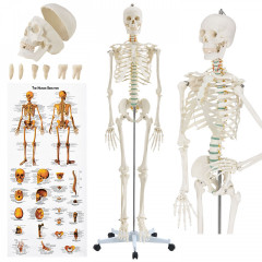 Anatomický model lidské kostry | 181,5 cm č.1