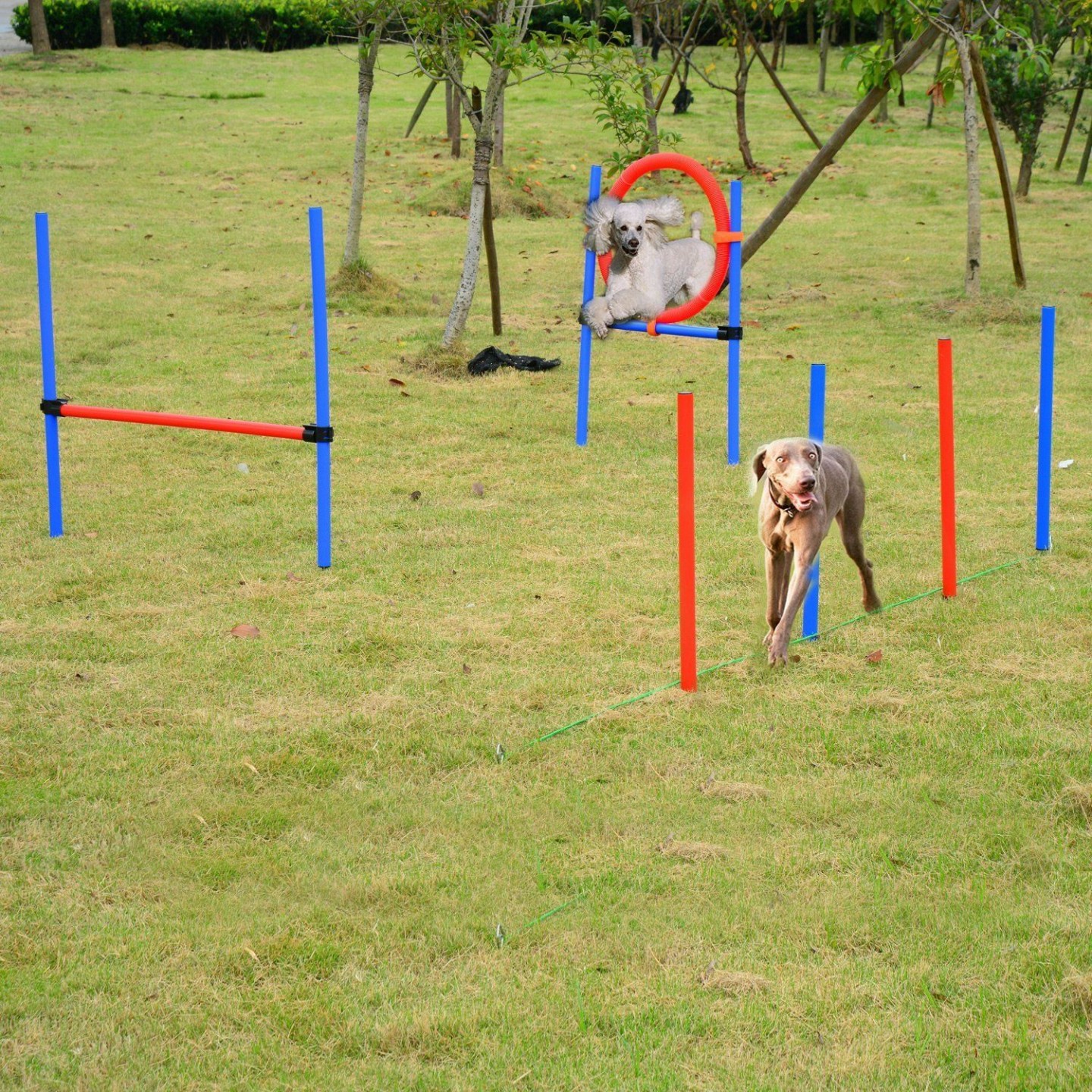 Goleto Agility překážky pro psy | sada 3 typy